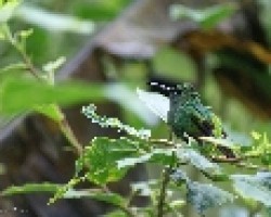 colibri follaje