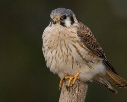 Falco sparverius Halconcito Colorado