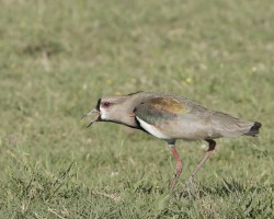 Vanellus chilensis, Sowthern Lapwing