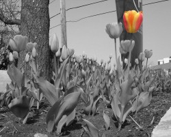 Tulipanes desaturados
