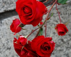 Rosas rojas1