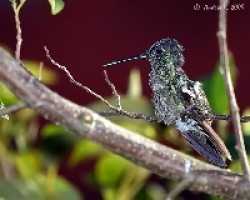 Magnificent Hummingbird (Eugenes fulgens)