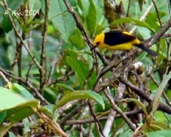 Black-and-yelllow Tanager (Chrysothlypis chrysomelas)