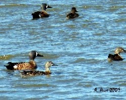 Blue-winged Teal (Anas discor)