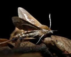 Mariposa nocturna