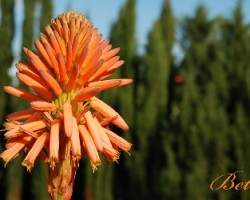 Flor de Aloe Vera
