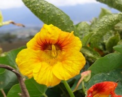 Flor de volcan