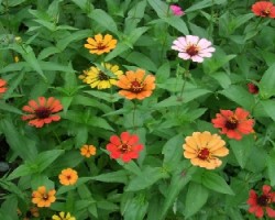 Jardin Multicolor