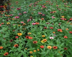 Jardin Multicolor