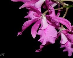 Cattleya skinneri X Encyclia cordigera