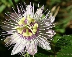 Running pop (Passiflora foetida)
