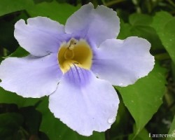 Blue sky Vine (Thunbergia grandiflora)