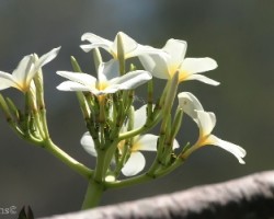Plumeria (Plumeria rubra)
