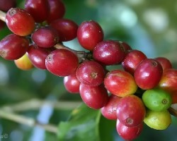 Coffea (Coffea arabica)