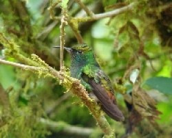 Pichón colibri