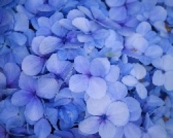 Hortensias azules