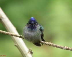Violet-headed Hummingbird (9)
