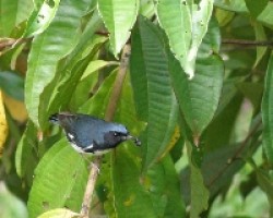 Black troated Blue Warbler (1)