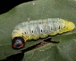 Lepidoptera. Hesperidae larva.jpg