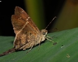Lepidoptera. Hesperidae adulto