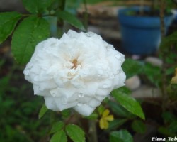 Flor blanca3