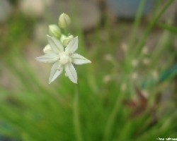Flor de Cebollina