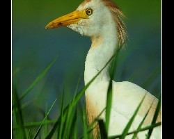 Galsa ganadera(Bubulcus ibis)