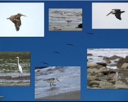 variado -aves costeras