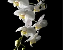 orquideea balnca