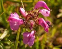 hormigas en flor pirenaica