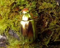 Coleoptera - Chrysina chrysargirea