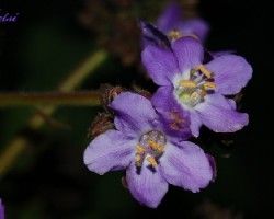 Flor Silvestre