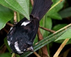 Variale Seedeater - Macho del Pací­fico