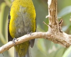 Black-and-Yellow Silky-Flycatcher - male