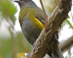 Black-and-Yellow Silky-Flycatcher - female