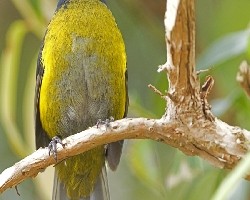 Black-and-Yellow Silky-Flycatcher - male 2