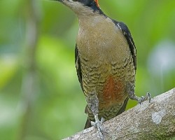 Black-cheeked Woodpecker 2