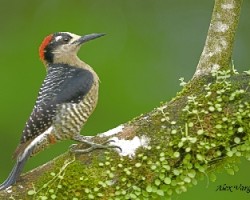 Black-cheeked Woodpecker 3