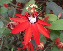 Passiflora Roja