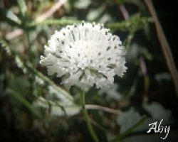 Florcita blanca