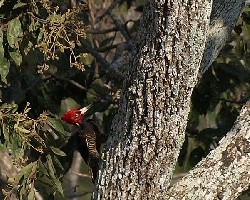 Carpintero chiricano (Campephilus guatemalensis)