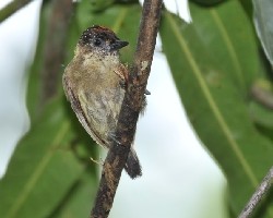 Olivaceous Piculet