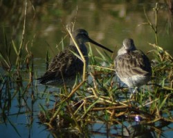 longbilled dowitcher