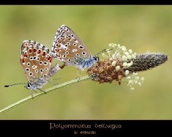 Polyommatus bellargus I