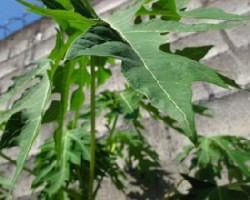 hojas de arbol de papaya  /   Carica papaya 