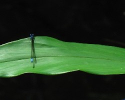 libelula azul