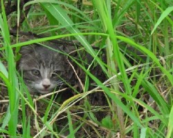gato en la vegetación