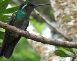 colibrí­