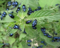 Escarabajos Azules