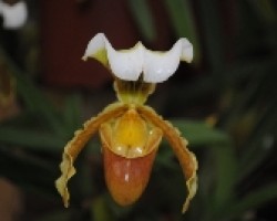 Orquí­dea Espacial